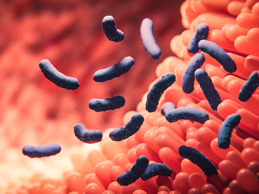 A close-up illustration depicting several rod-shaped blue bacteria in a reddish environment, possibly within the human body. The background features red, finger-like projections resembling the villi of the small intestine.