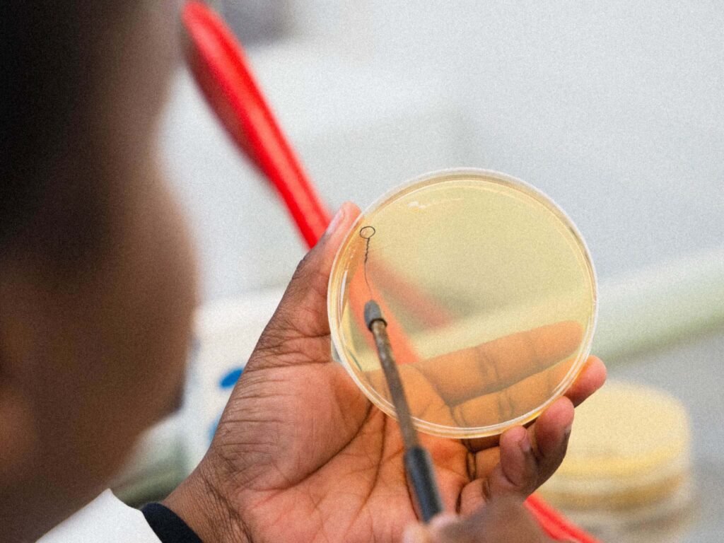 A person holds a petri dish with yellow agar in one hand and uses an inoculation loop to transfer or streak a sample, likely for scientific or laboratory research.